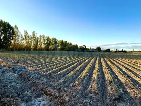 Olascoaga , Piso 0