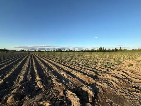 Century21 López ofrece a la venta Finca en Rodeo del Medio, Maipú.
