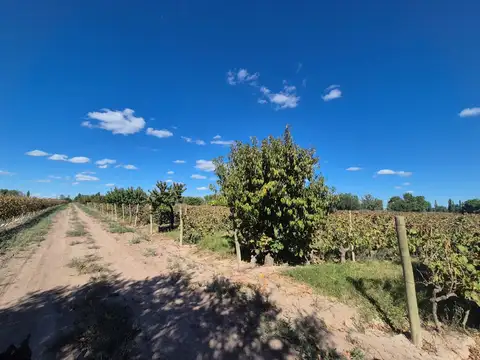 Venta de finca en El Central, San Marín, Mza
