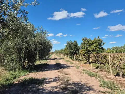 Venta de finca en El Central, San Marín, Mza