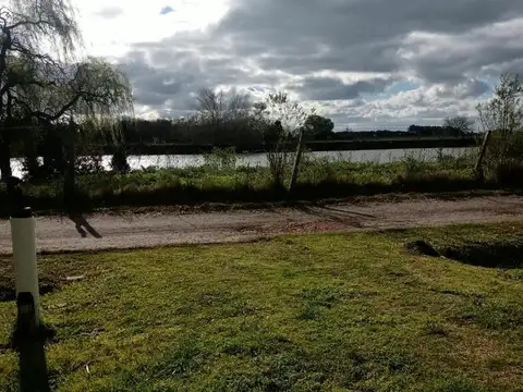Palmeras 100