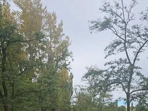 VENTA DE 7.8 HECTAREAS EN PLOTTIER