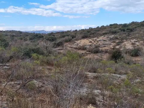 TANTI NUEVO