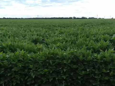 VENTA EXCELENTE CAMPO AGRICOLA, RUTA 11, MARC. ESC