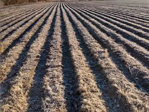 FINCA EN VENTA VALLE DE UCO NOGALES, FORRAJERIA