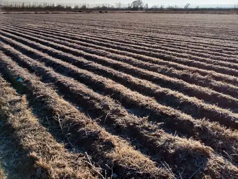 Campo en Venta en Chilecito, San Carlos