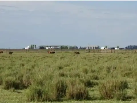 Campo Mixto 515 Hectareas en Pergamino