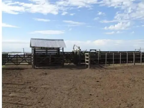 Campo en Venta de 515  ha