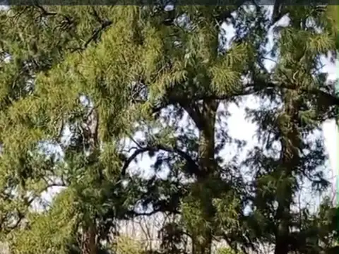 GRAN OPORTUNIDAD  33 HAS ,CHACRA  -NATURALEZA , TRANQUILIDAD