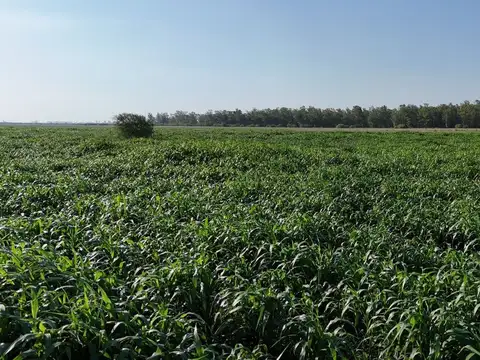 CAMPO MIXTO AGRICOLA GANADERO EN VENTA TOTORAS
