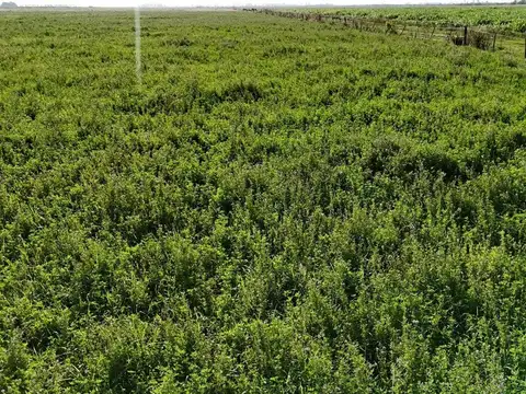 CAMPO MIXTO AGRICOLA GANADERO EN VENTA TOTORAS