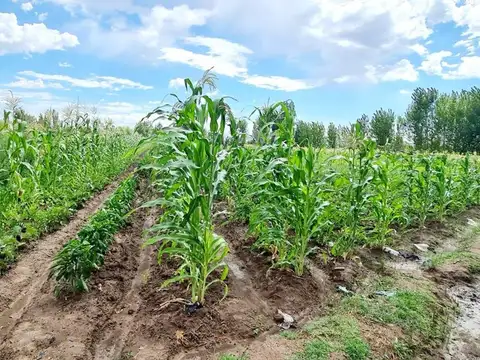 Severo del Castillo 3600