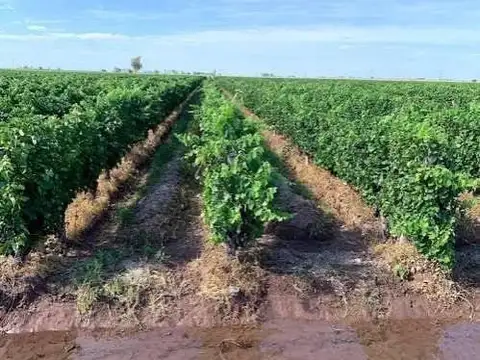 Maipu  - Mendoza