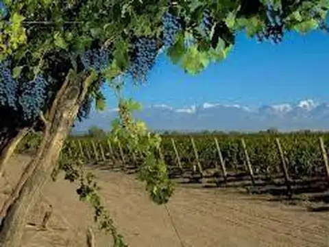 Campo 70 HA en excelente zona - Maipú - Mendoza.
