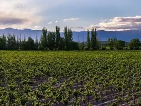 Campo 70 ha en excelente zona - maipú - mendoza.