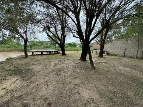 Los tordos y gomeros