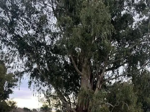 Empalme de Lobos
