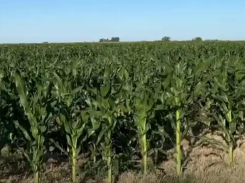 Campo en venta - 2.623.761Mts2 - Gonzalez Moreno