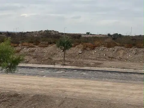 Mendoza 100