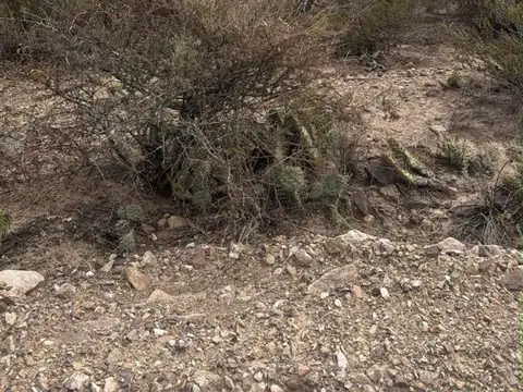 Mendoza 100