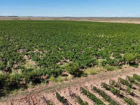 FINCA CON VIÑEDOS EN PRODUCCION EN VENTA MENDOZA