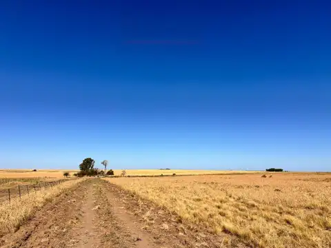 Campo de 400ha en venta - Zona Choique
