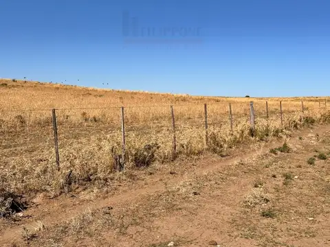 Campo de 400ha en venta - Zona Choique