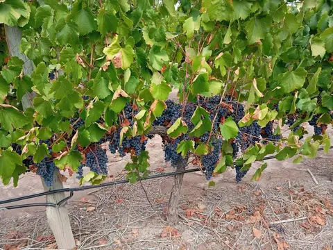 Venta de finca de 80000m2. El Carrizal de Abajo