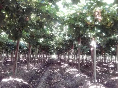 VENTA DE FINCA EN LAVALLE MENDOZA