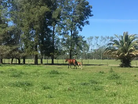 Terreno en Venta de 13125,0 m2