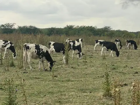 Campo de 190 ha en venta, Marcos Paz.