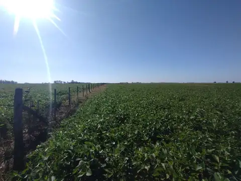 Campo - Venta - Argentina, Veinticinco de Mayo