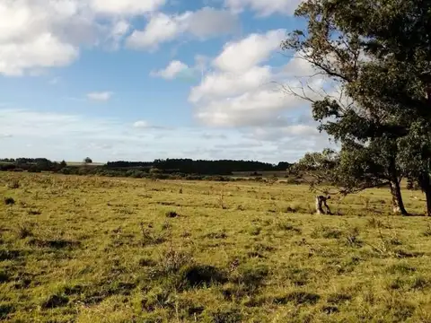 Campo en venta en Polo Medellin, Punta Del Este de 32 hectareas