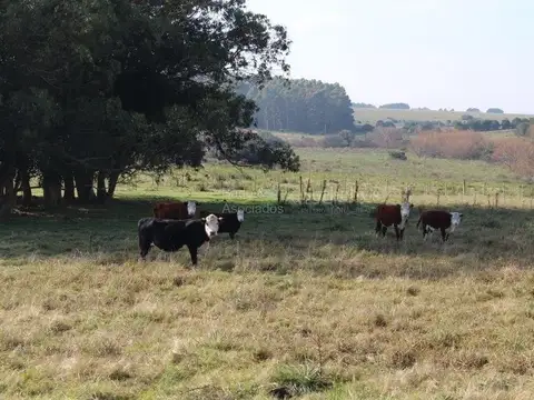 Terreno Campo  en Venta en Jose Ignacio, Punta del Este, Punta del Este / Maldonado