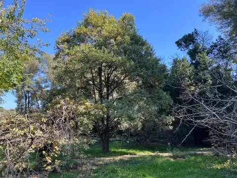 Salvador Maria del Carril 2300