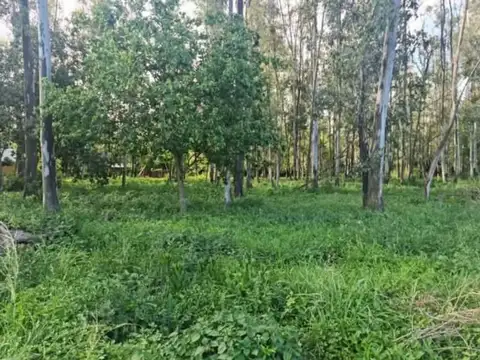 TERRENO EN VENTA EN ANDINO – 583,15 m²