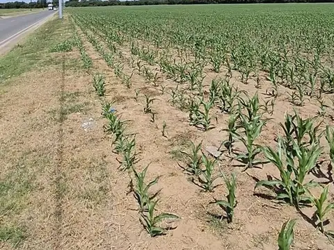 VENTA CAMPO 11 DE SEPTIEMBRE 