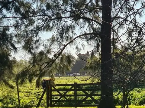 Campo en Venta Ganadero