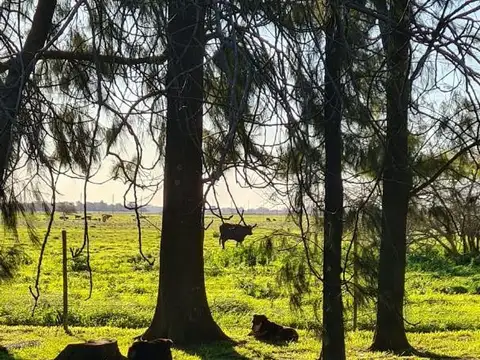 Campo en Venta con Alambrado