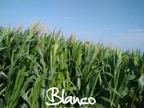 Campo Agricola Necochea -