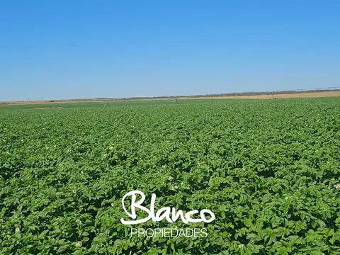 Campo Agricola Necochea -