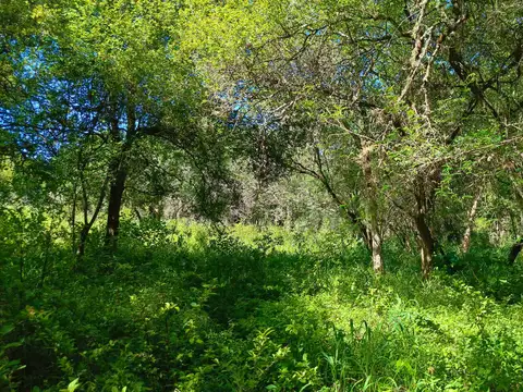Terreno en Los Alisos