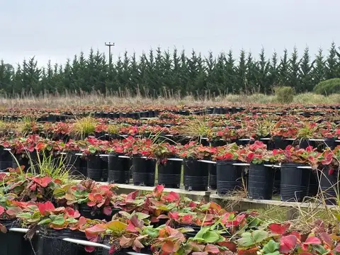Viva en el Campo, Gane como una Empresa: Chacra Tandil