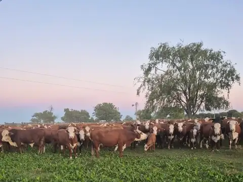 VENTA CAMPO GANADERO - 1664 ha. POSEE MEJORAS.-