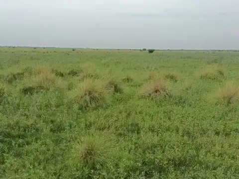 VENTA CAMPO GANADERO - 1664 ha. POSEE MEJORAS.-
